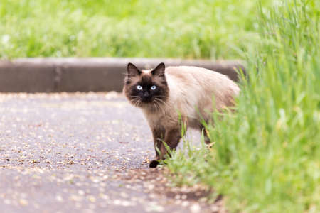 cat in the natureの写真素材