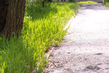 spring, pavement in the parkの写真素材
