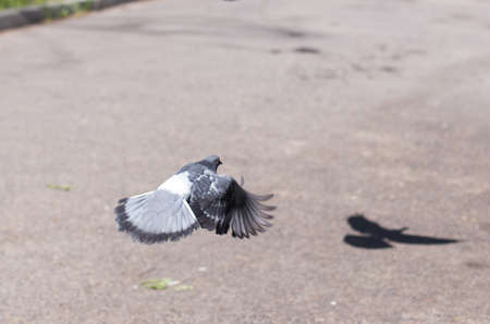 two birds of pigeonsの写真素材