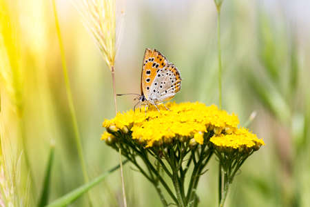 Lycaena dispar, large copper butterfly, maleの写真素材