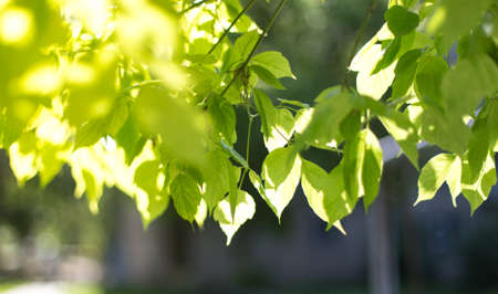 spring, a background of green leaves of a tree