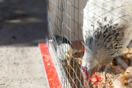 chicken with cub in the cage