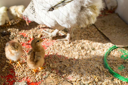 chicken with cub in the cageの写真素材