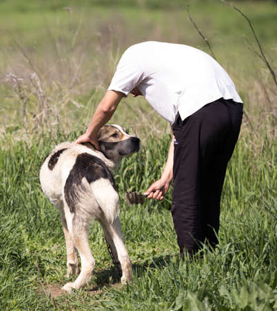 Regular care for the dog. A young man combing a Central Asian sheepdog