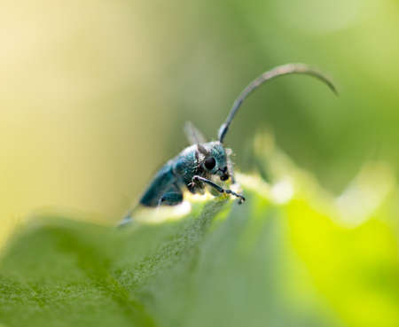 Beautiful blue beetle sits on a stalk against a background of green young grass, place for text