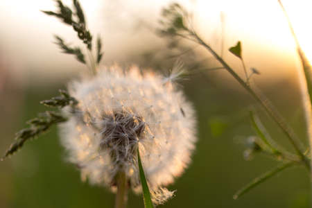 Dandelion silhouette against sunset with seeds