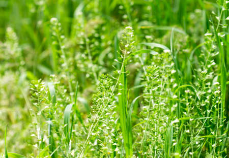 Bright field, spring grass