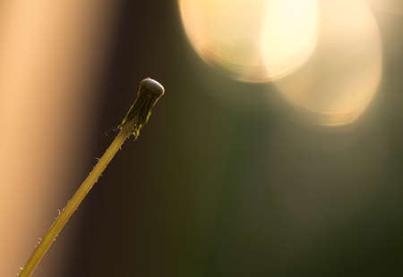 Dandelion silhouette against sunset in orange toneの写真素材