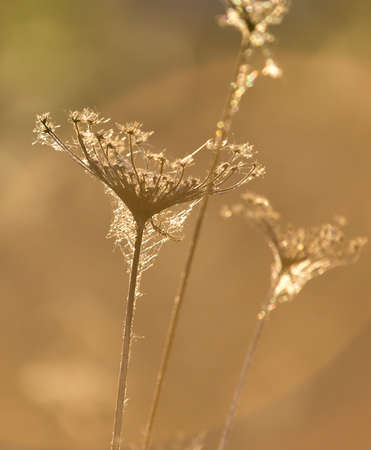 soft sunlight, lights the grass at sunsetの写真素材