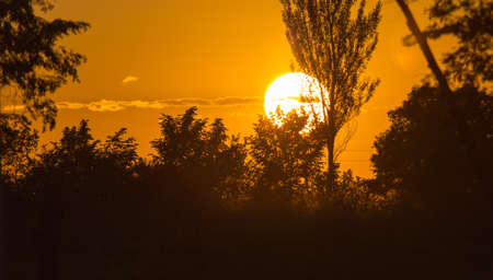 Tree against the sunsetの写真素材