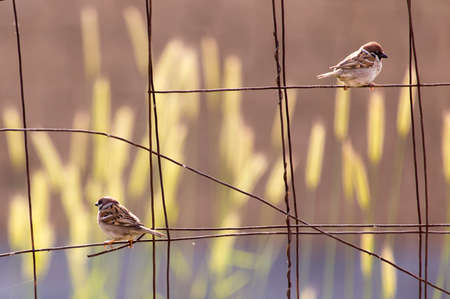 Photo of a bird sparrow sitting on an old iron grid