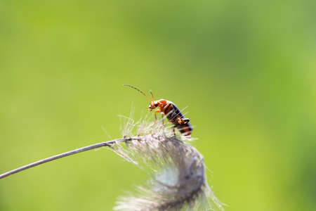 A beautiful beetle sits on a stalk against a background of green young grass, space for textの写真素材
