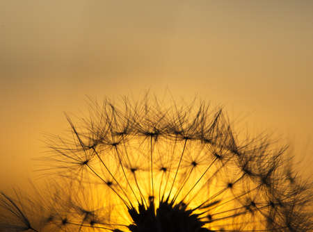 Dandelion silhouette against sunset with seeds