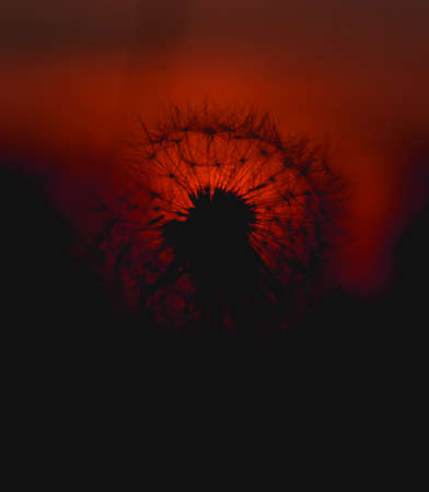 Dandelion silhouette against sunset with seedsの写真素材