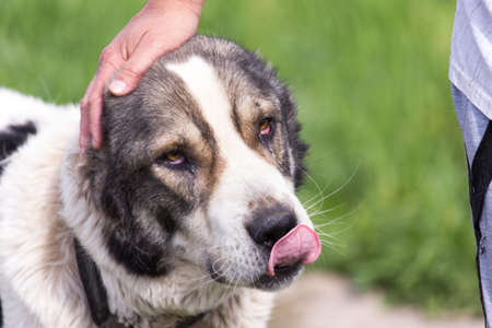 Regular care for the dog. A young man combing a Central Asian sheepdogの写真素材