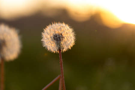 Dandelion silhouette against sunset with seedsの写真素材