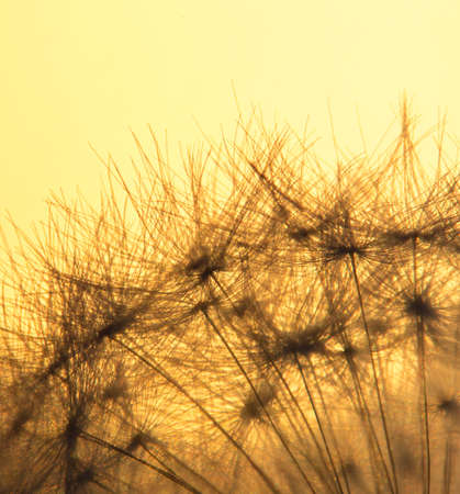Dandelion silhouette against sunset with seedsの写真素材