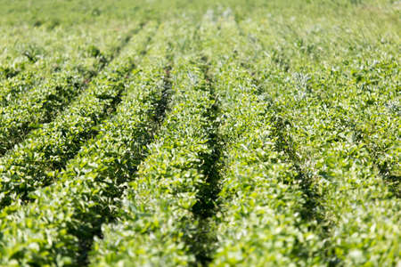 Strawberry Field rowsの写真素材