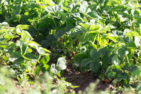 Strawberry Field rows