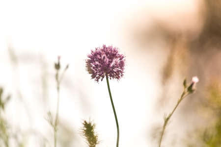 background, wild grass on the field against sunsetの写真素材