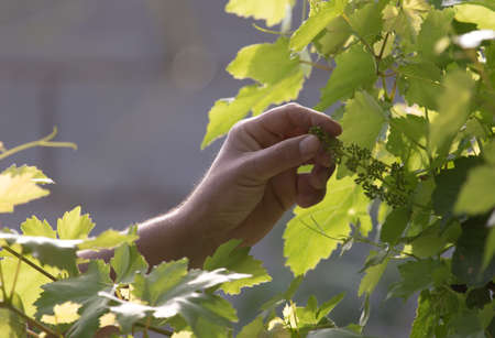 leaves of grapesの写真素材