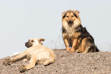 two dogs in the open sunの写真素材