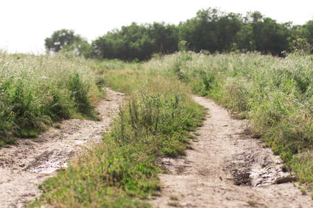 spring, rural road along the edges of fields of dense green grassの写真素材