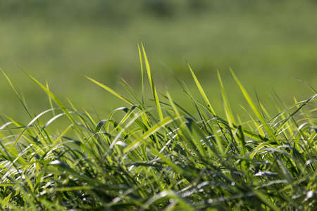Dew on the grass on a sunny spring morning shining in the backgroundの写真素材