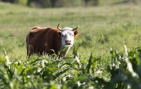 cow on the pastureの写真素材
