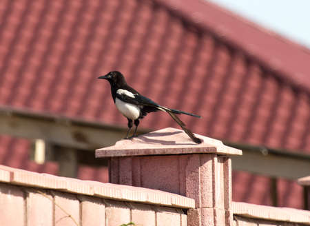 bird of the magpie on the fenceの写真素材