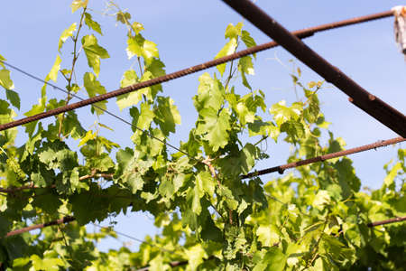 leaves of grapesの写真素材