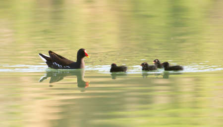 moorhen with babies swimming on the waterの写真素材