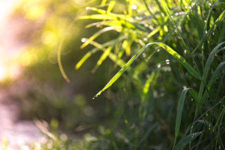 Dew on the grass on a sunny spring morning shining in the background