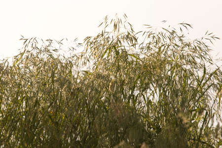 background of wild grass on the field against sunsetの写真素材