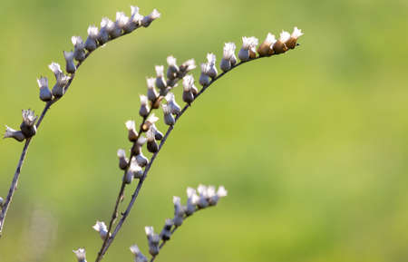 Beautiful dried field flowers, meadow flowers on a green background in the morning time