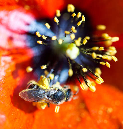 bee on a red poppy flower