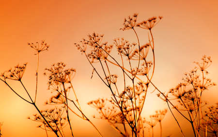 background of wild grass on the field against sunsetの写真素材
