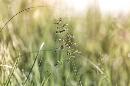 Dew on the grass on a sunny spring morning shining in the backgroundの写真素材