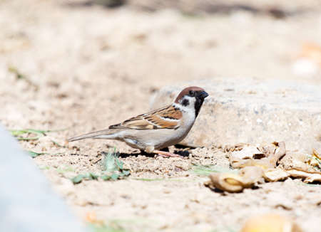 Photo of a bird sparrow, eats and walks on the groundの写真素材