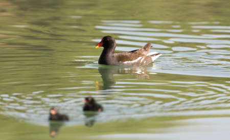 moorhen with babies swimming on the waterの写真素材