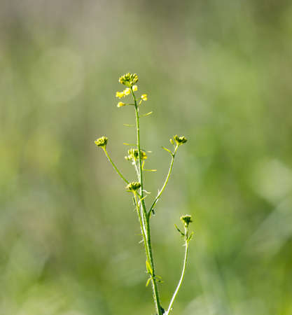 background, wild grass on the fieldの写真素材