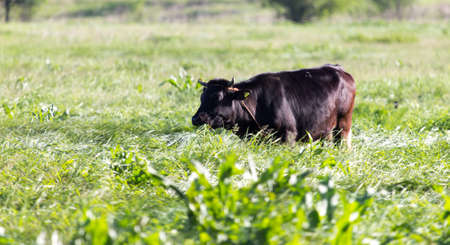 cow on the pastureの写真素材