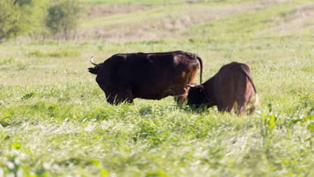 cow on the pastureの写真素材