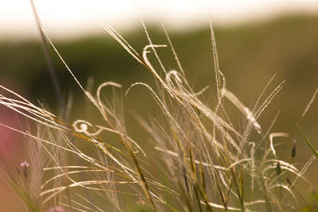background of wild grass on the field against sunsetの写真素材