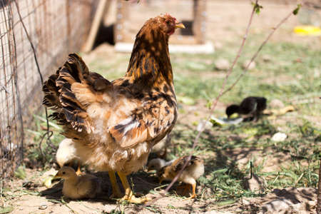 chicken with cub in the cageの写真素材