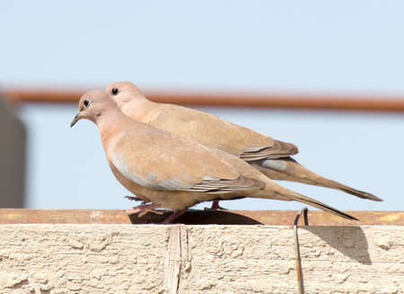 Photo of the bird-pigeon sitting on the fenceの写真素材