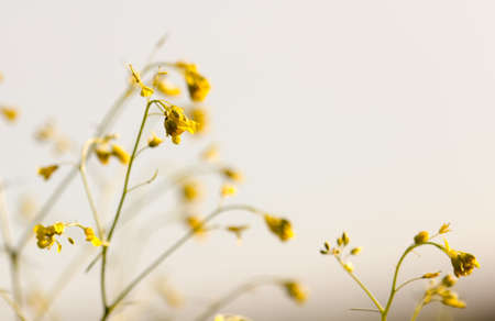 Bright field, background of spring wild grass