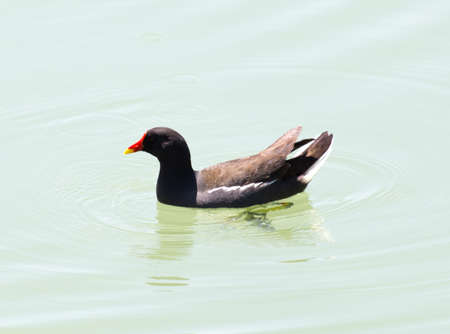 moorhen floating on the waterの写真素材