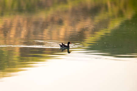 moorhen floating on the waterの写真素材