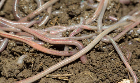 A huge number of earthworms for fishing